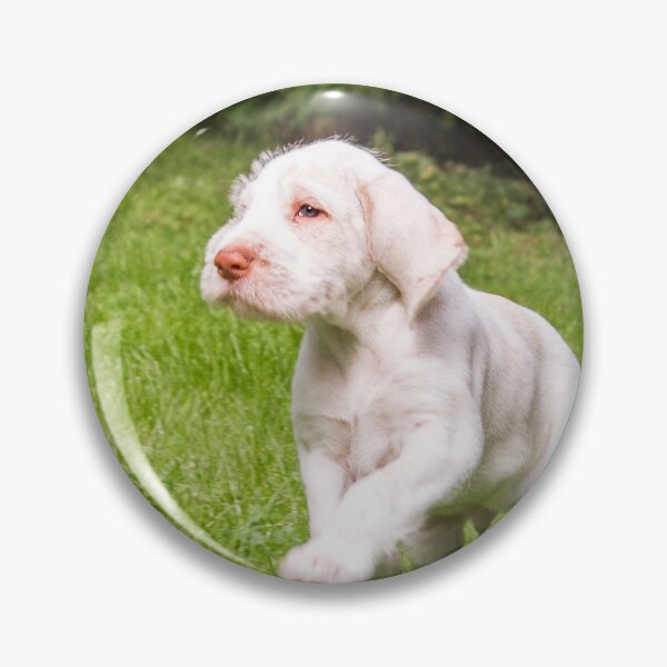 Artikelvorschau, Orange und weißer italienischer Spinone Hündchen entworfen und verkauft von FOLK ART FUSION.