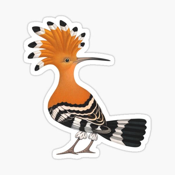 Punky Upupa Sticker