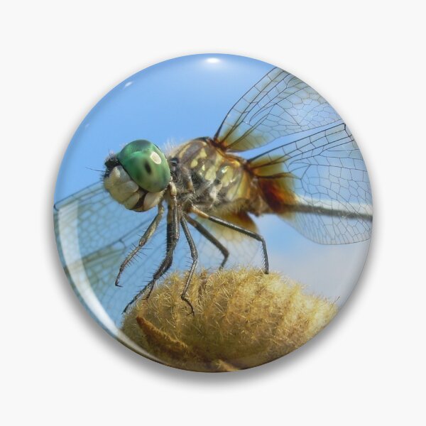 Artikelvorschau, dragonfly entworfen und verkauft von mwfoster.