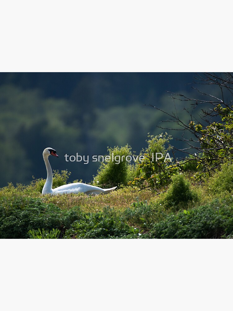 Swan in the Grass by tobysnelgrove