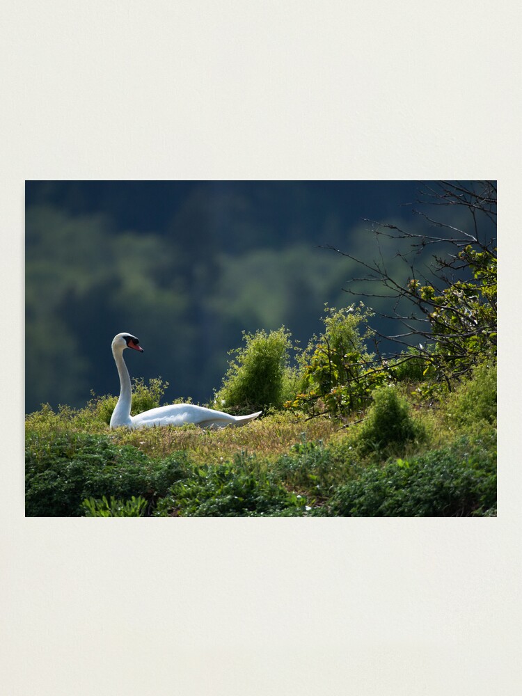 Alternate view of Swan in the Grass Photographic Print