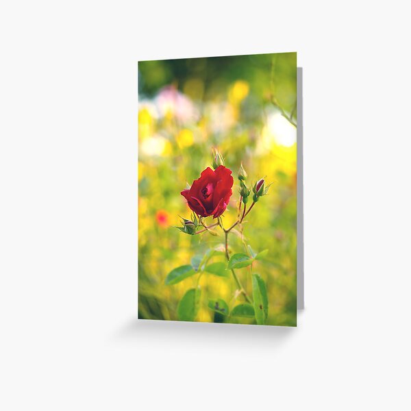 happy rose... Greeting Card