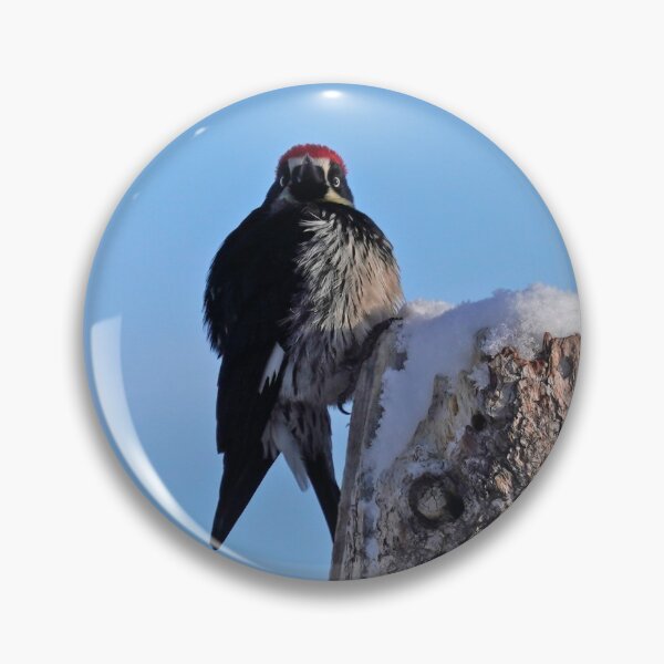 Item preview, An Acorn Woodpecker looks at the Camera from his Tree Top designed and sold by MomentofPercep.