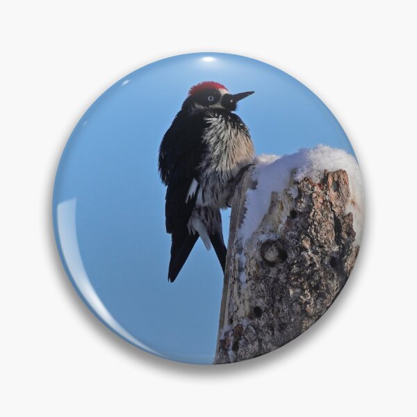 Item preview, Acorn Woodpecker in Snowy Tree designed and sold by MomentofPercep.