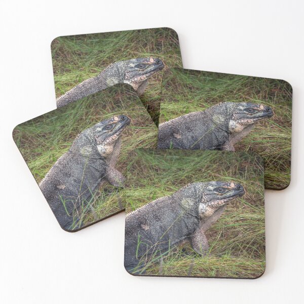 Item preview, Exuma Island Iguana designed and sold by Ian Christopher.