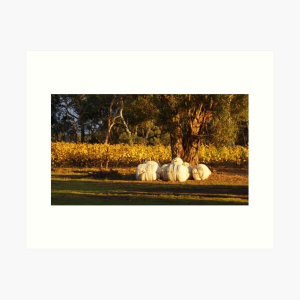 Autumn in the Vines - Adelaide Hills Wine Region - Fleurieu Peninsula - South Australia by Avril Thomas Art Print