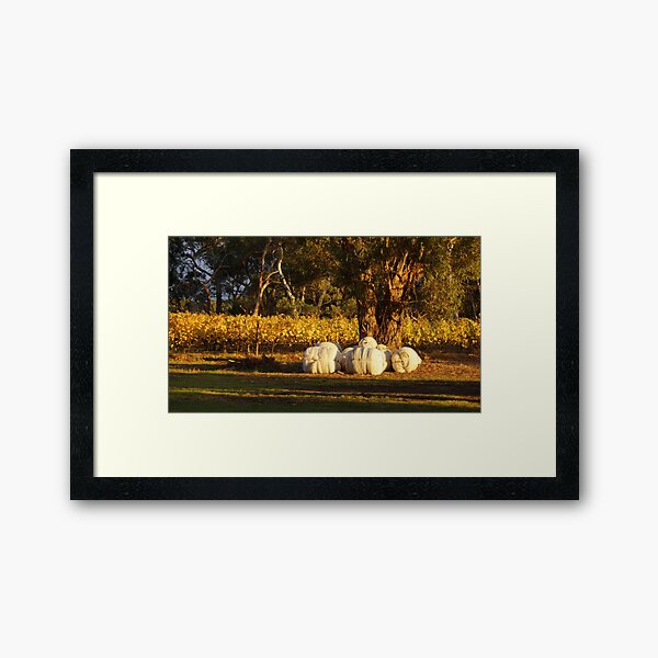 Autumn in the Vines - Adelaide Hills Wine Region - Fleurieu Peninsula - South Australia by Avril Thomas Framed Art Print