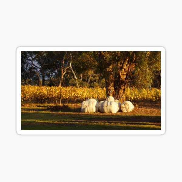 Item preview, Autumn in the Vines - Adelaide Hills Wine Region - Fleurieu Peninsula - South Australia by Avril Thomas designed and sold by MagpieSprings.