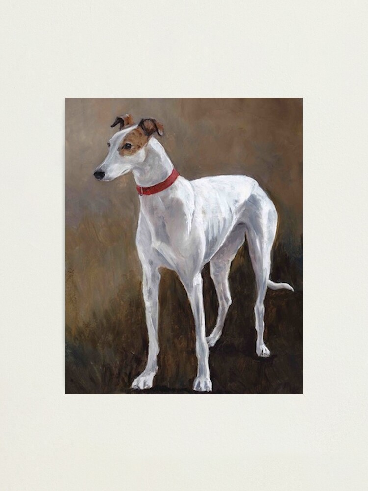 White best sale brindle greyhound