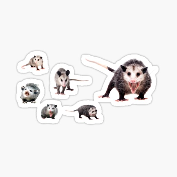 Possum Stickers for Sale