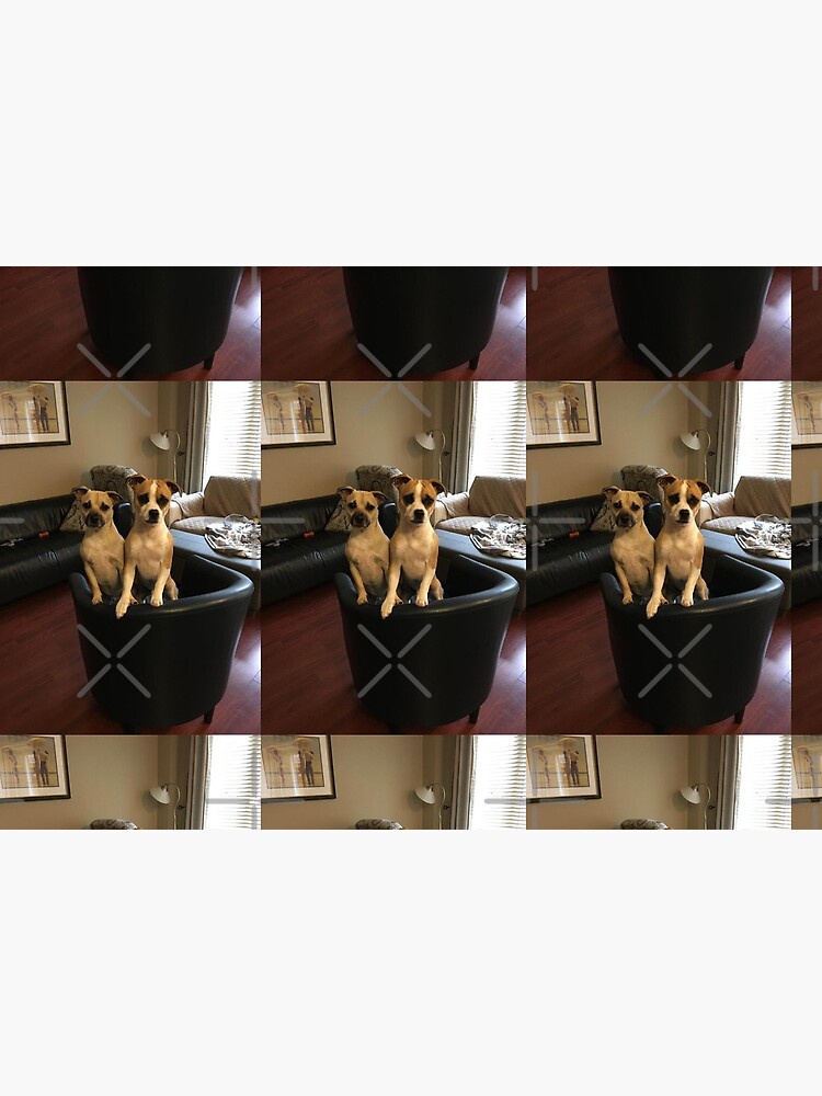 Dogs by PicsByMi