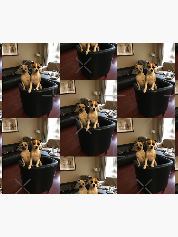 Dogs by PicsByMi