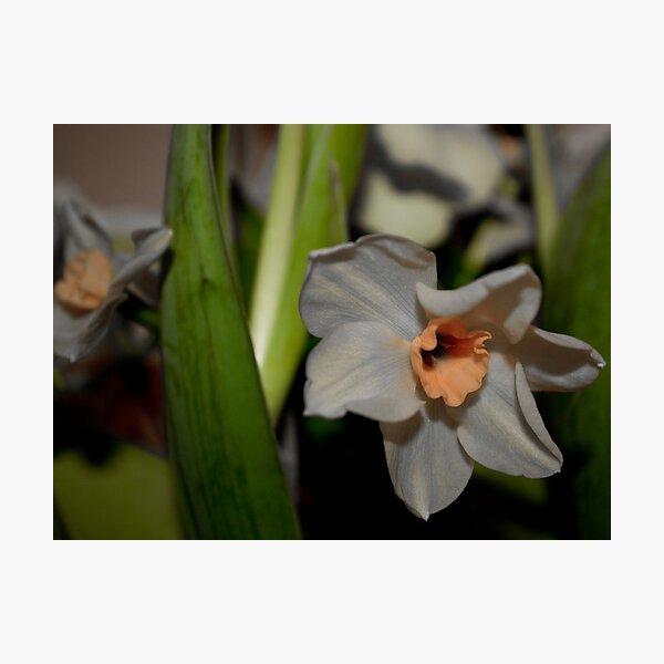 Flower 2 Photographic Print