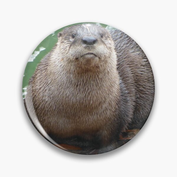 Item preview, River Otter at the National Zoo designed and sold by Zoo and Nature Photography by Karie.