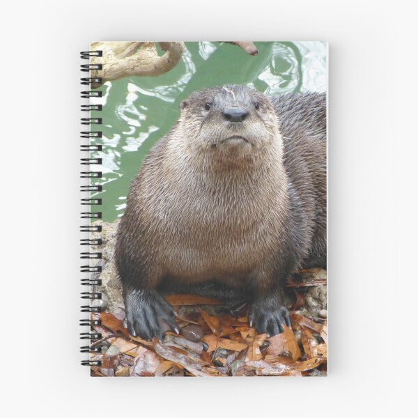Item preview, River Otter at the National Zoo designed and sold by Zoo and Nature Photography by Karie.