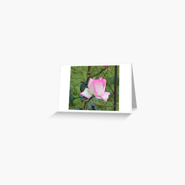 after the rain Greeting Card