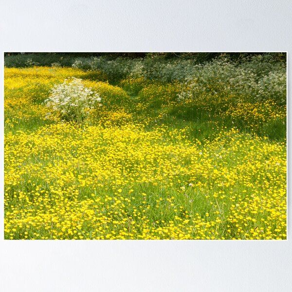Buttercups Poster