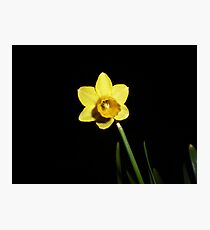 Daffodil Photographic Print
