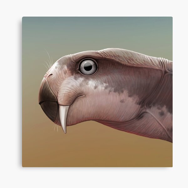 Diictodon Canvas Print