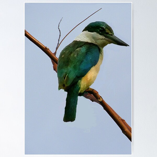 Item preview, A painted Kingfisher in my garden........! designed and sold by Roy  Massicks.
