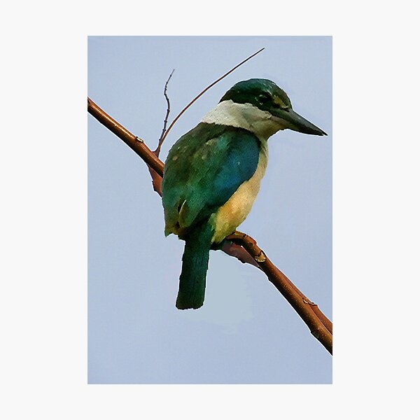 Item preview, A painted Kingfisher in my garden........! designed and sold by Roy  Massicks.