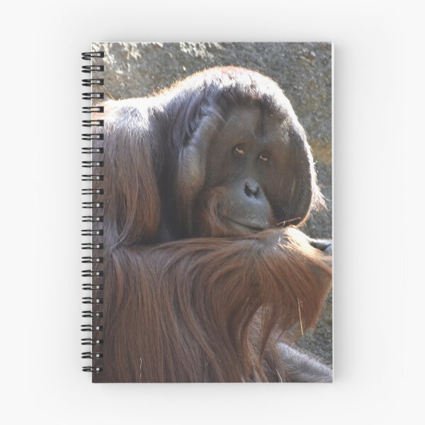 Item preview, Orangutan Satu at Zoo Atlanta designed and sold by Zoo and Nature Photography by Karie.