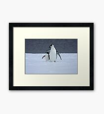 Grumpy little penguin Framed Print