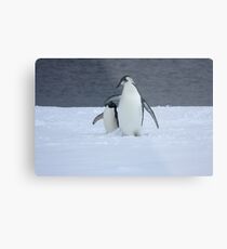 Grumpy little penguin Metal Print