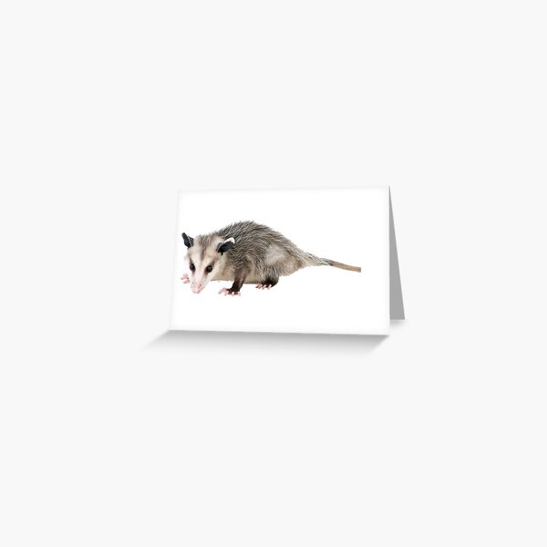 Carte De Vœux Possum Scream Opossum Par Bpdandchill Redbubble