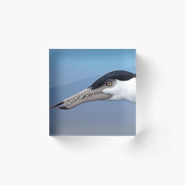 Rhamphorhynchus Acrylic Block