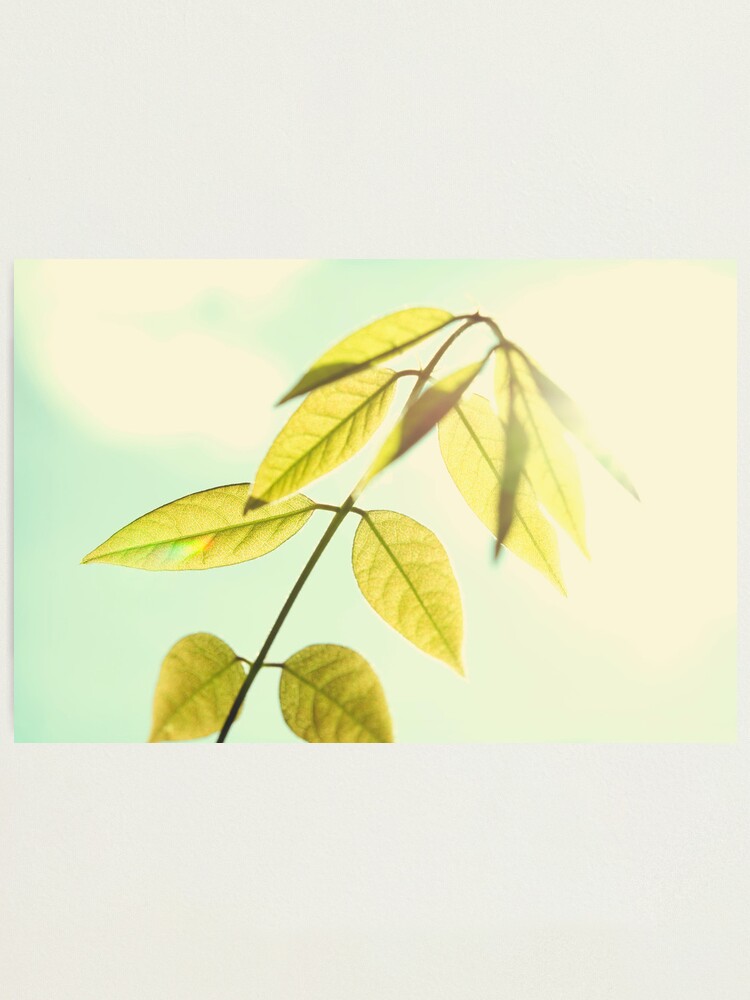 Alternate view of Day 325 - 30th May 2012 Photographic Print