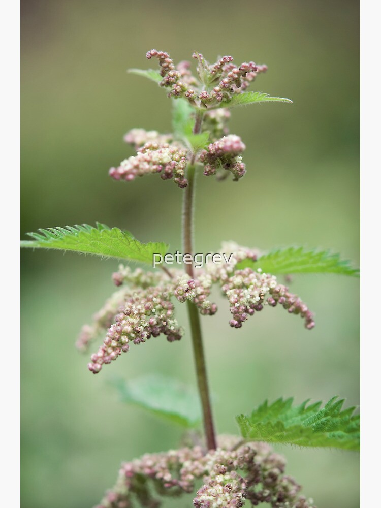 Day 326 - 31st May 2012 by petegrev