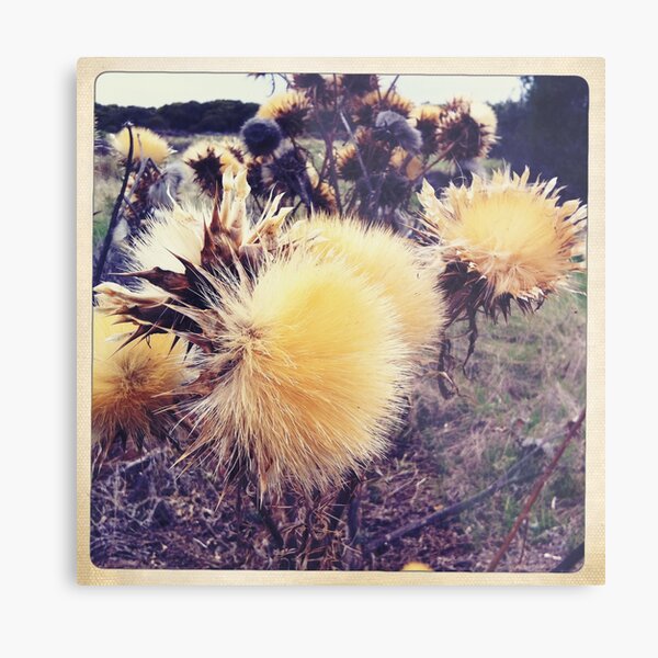 Thistles Metal Print