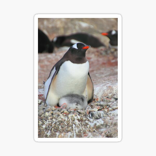 Item preview, Gentoo Penguin With Chick designed and sold by Carole-Anne.