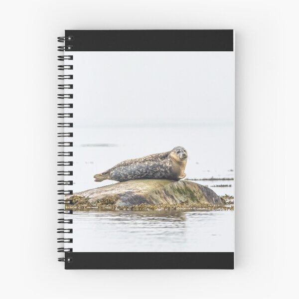 Item preview, A rocky seal  designed and sold by KennyBImages899.