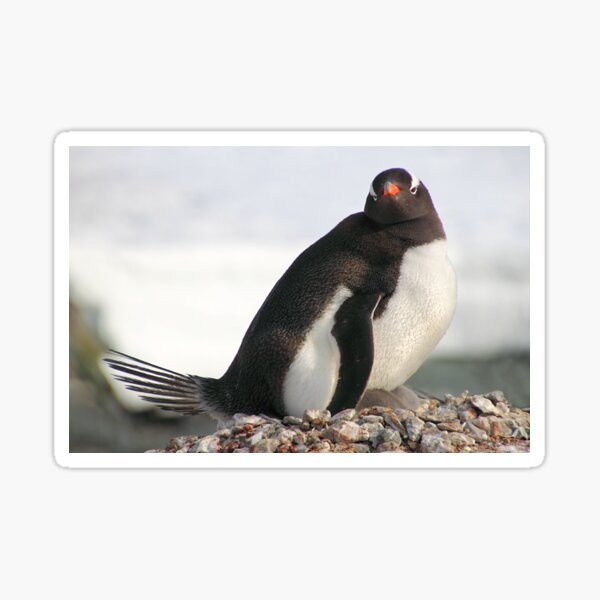 Item preview, Gentoo Penguin With Chicks designed and sold by Carole-Anne.