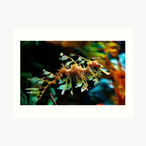 Leafy Sea Dragon Art Print