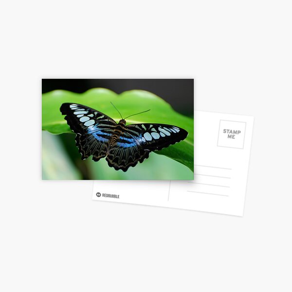 Item preview, Touch of Blue designed and sold by Pamela Hubbard.