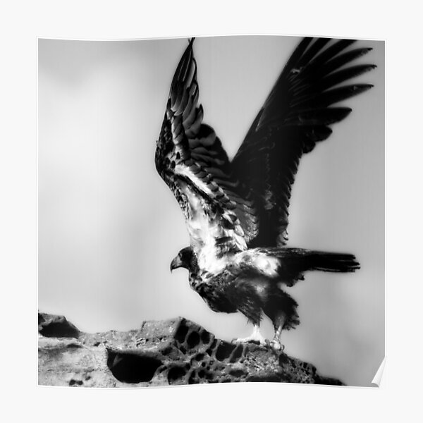 Juvenile Eagle Taking Off. Poster