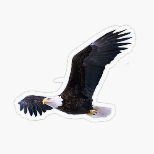Girls Of The Wilds Stickers Redbubble - roblox eagle';s gaze
