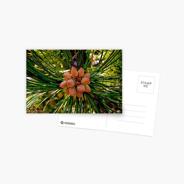 Item preview, Nature's Bouquet designed and sold by Pamela Hubbard.