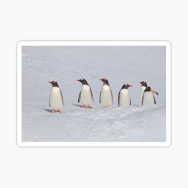 Item preview, Gentoo Penguins in Conference designed and sold by Carole-Anne.