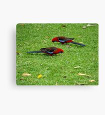 Crimson Rosella Canvas Print