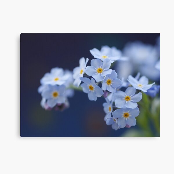 softes of blue Leinwanddruck