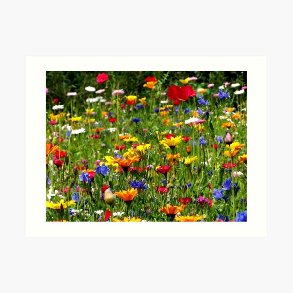 wildflowers Kunstdruck