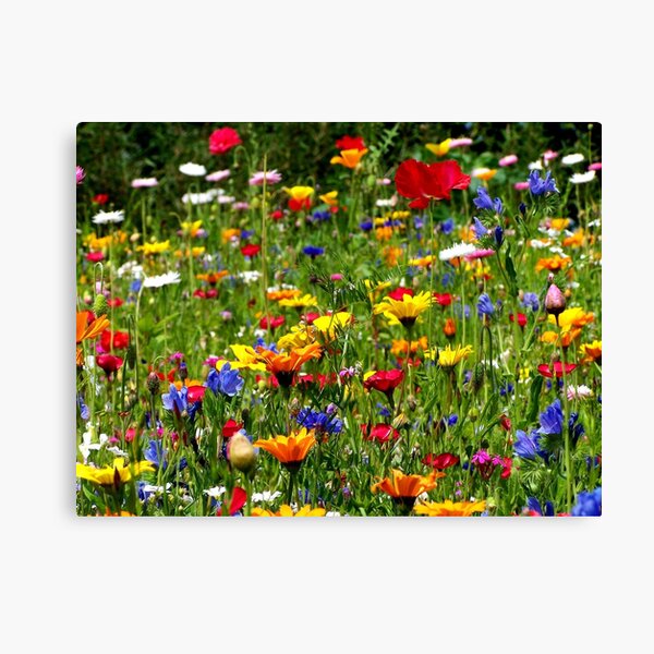wildflowers Canvas Print