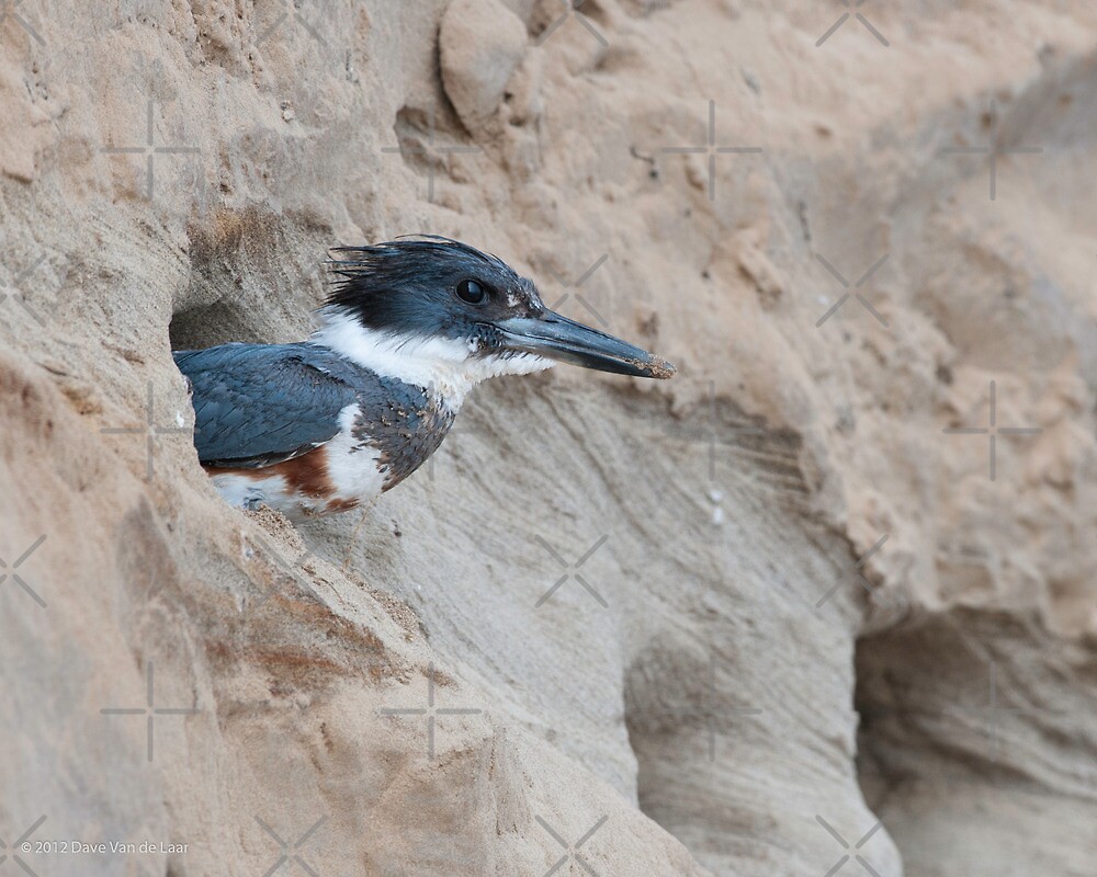 Image result for belted kingfisher nest