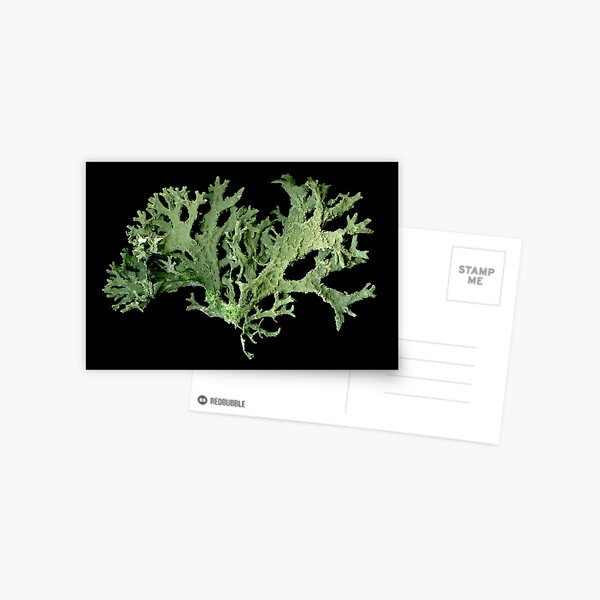 Item preview, I'm Lichen it ! ;-) designed and sold by Marvin Hayes.