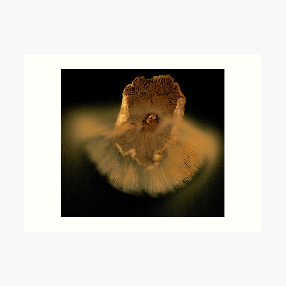 "Mushroom Spore" Art Print by MarvinHayes Redbubble