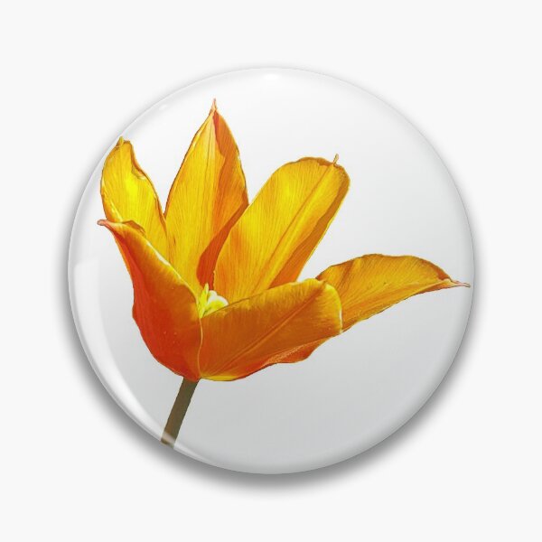 Item preview, Orange Tulip on a transparent background designed and sold by ellenhenry.
